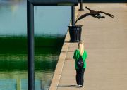 Images from downtown Indy's St. Patrick's day parade - a woman walking by the canal and bird overhead