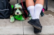 Images from downtown Indy's St. Patrick's day parade - dogs and socks