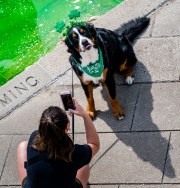 Images from downtown Indy's St. Patrick's day parade - dog by canal getting all the photos