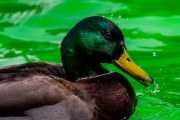 Images from downtown Indy's St. Patrick's day parade - duck in green water