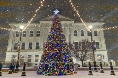 Tree-in-the-snow