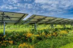 Solar panels take up three-quarters of an acre of land at Wappel Grain & Herb in San Pierre, Indiana. The family opted to install the panels to further their sustainability efforts for not only their own farm, but in service to the larger community. Larry Wappel Sr., his wife Debbie and the couple's sons Larry Jr. and Eric run the 9,000-plus acre operation in northwest Indiana.