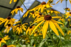 There are roughly a half dozen types of flowers that grow at the base of the solar panels housed on the Wappel family farm in San Pierre, Indiana. The blooms are aesthetically pleasing, but also serve a greater purpose of attracting bees and other insects that pollinate other crops on the land.  Larry Wappel Sr., his wife Debbie and the couple's sons Larry Jr. and Eric run the 9,000-plus acre operation in northwest Indiana.