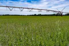 The Wappel family introduced mint into their product line in 1988, at the time joining a sizable number of producers around the country. But changing markets means that today US-based mint productions are concentrated in just six states, and Indiana, Michigan and Wisconsin are the only three in the midwest. Larry Wappel Sr., his wife Debbie and the couple's sons Larry Jr. and Eric run the 9,000-plus acre Wappel Grain & Herb operation in northwest Indiana.