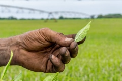 Oil in small glands on the back of the mint leaves is what Larry Wappel Sr. is after when he begins harvesting. The season starts in mid-July and runs usually until mid-September. At the 9,000-plus acre Wappel Grain & Herb operation, more than 1,000 acres are devoted to mint, and of that 90 percent of crop is peppermint and 10 percent is spearmint. Wappel, his wife Debbie and the couple's sons Larry Jr. and Eric all help run the family farm in northwest Indiana.