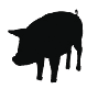 1213-pig1.png