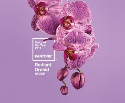 Pantone-Purple.jpg