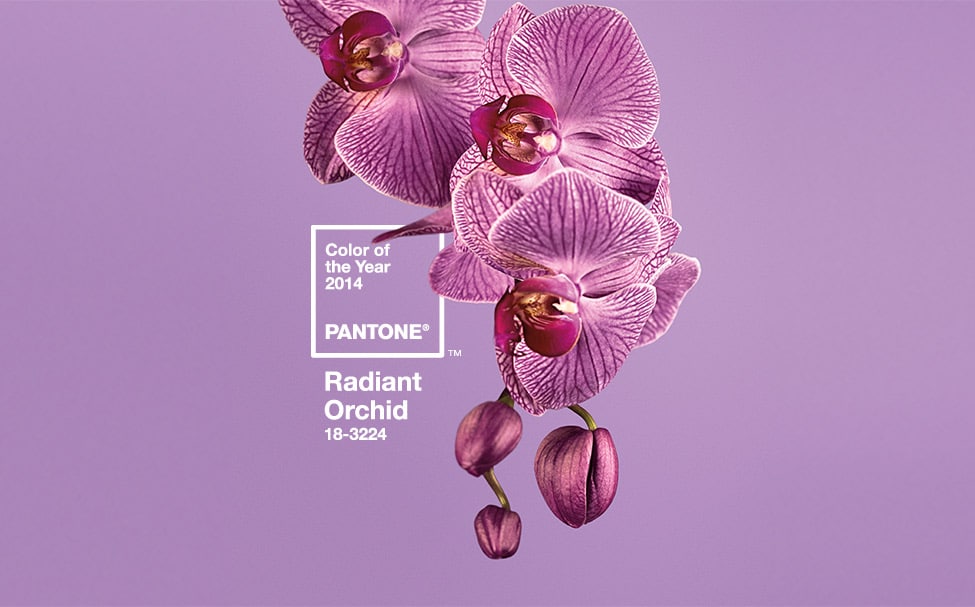 Pantone-Purple.jpg