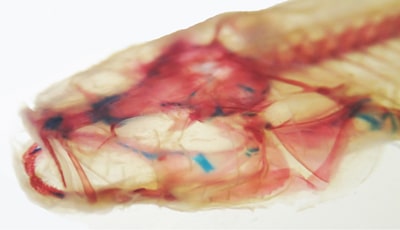 A cleared and stained Hoosier Cavefish specimen showing the skeleton (stained red). Credit: Matthew Niemiller