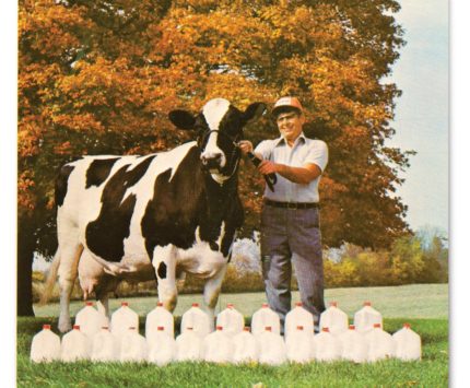 In January 1975, Beecher Arlinda Ellen produced 23 gallons of milk in one day, five times a Holstein