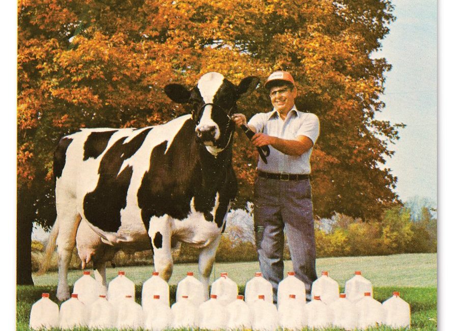 In January 1975, Beecher Arlinda Ellen produced 23 gallons of milk in one day, five times a Holstein