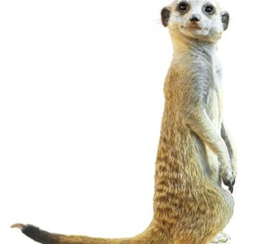 Meerkat