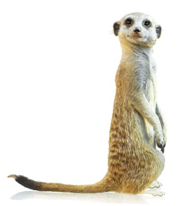 Meerkat