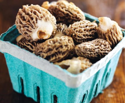 Morels