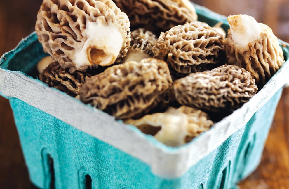 Morels