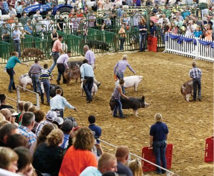 Indiana State Fair livestock competition