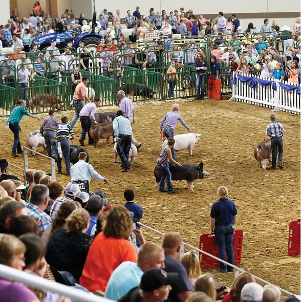 Indiana State Fair livestock competition