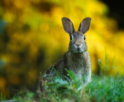 Wild rabbit in field