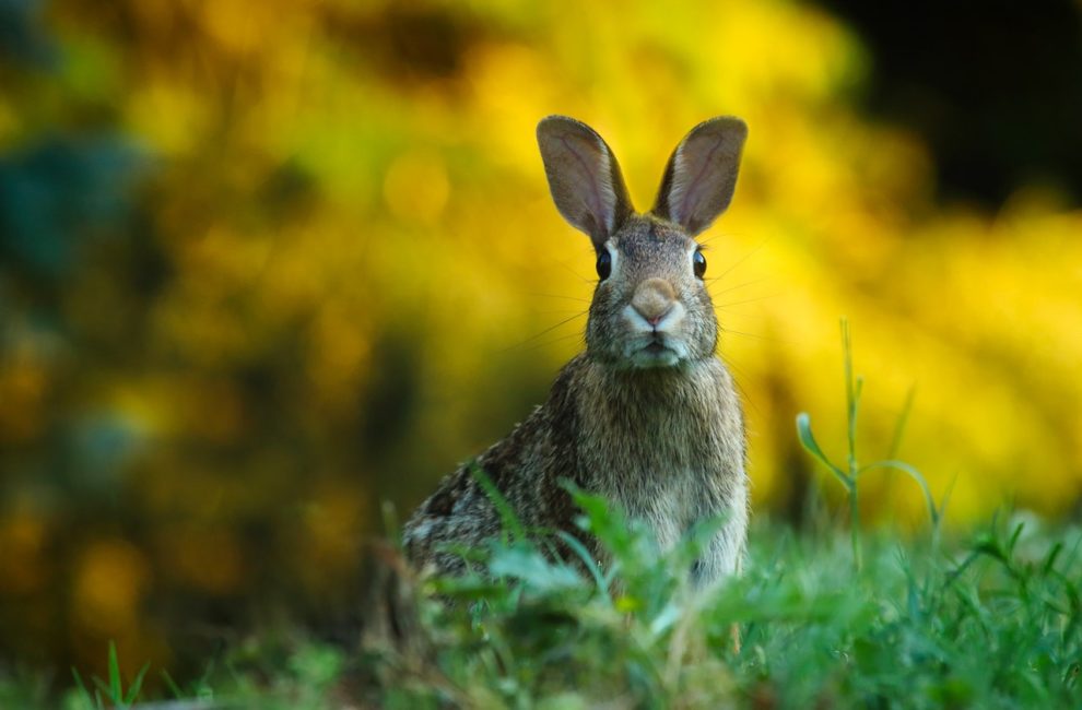 Wild rabbit in field