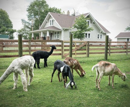 Goats and alpacas graze on land surrounding a refurbished farmhouse