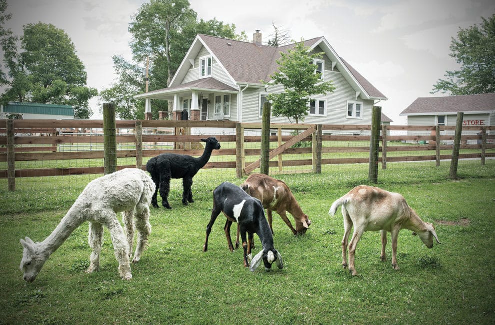 Goats and alpacas graze on land surrounding a refurbished farmhouse