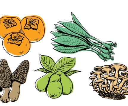 Foraging illustrations by John Kenzie