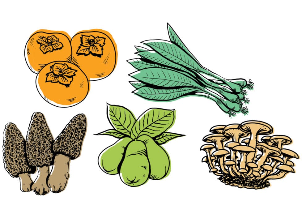 Foraging illustrations by John Kenzie