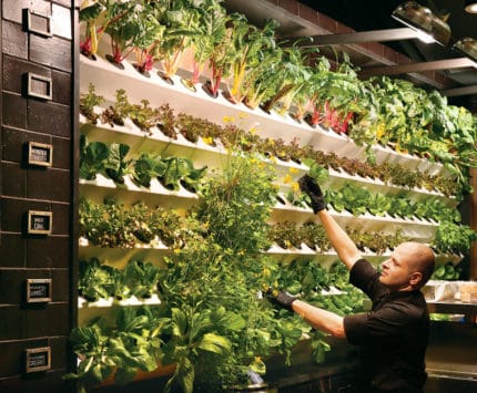 Salad wall at Vida