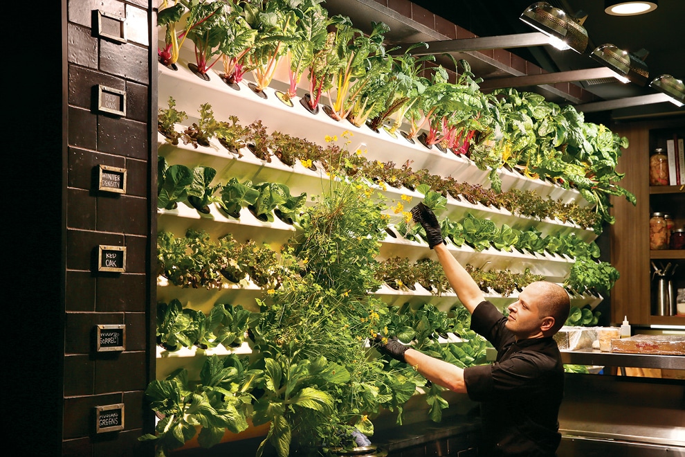 Salad wall at Vida