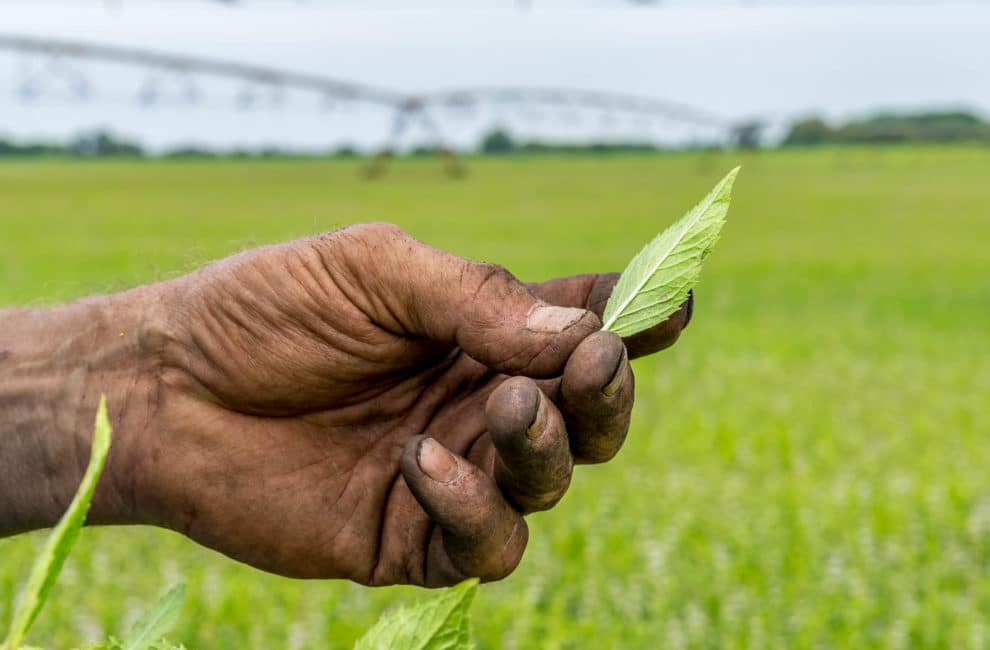 A man holding a mint leaf