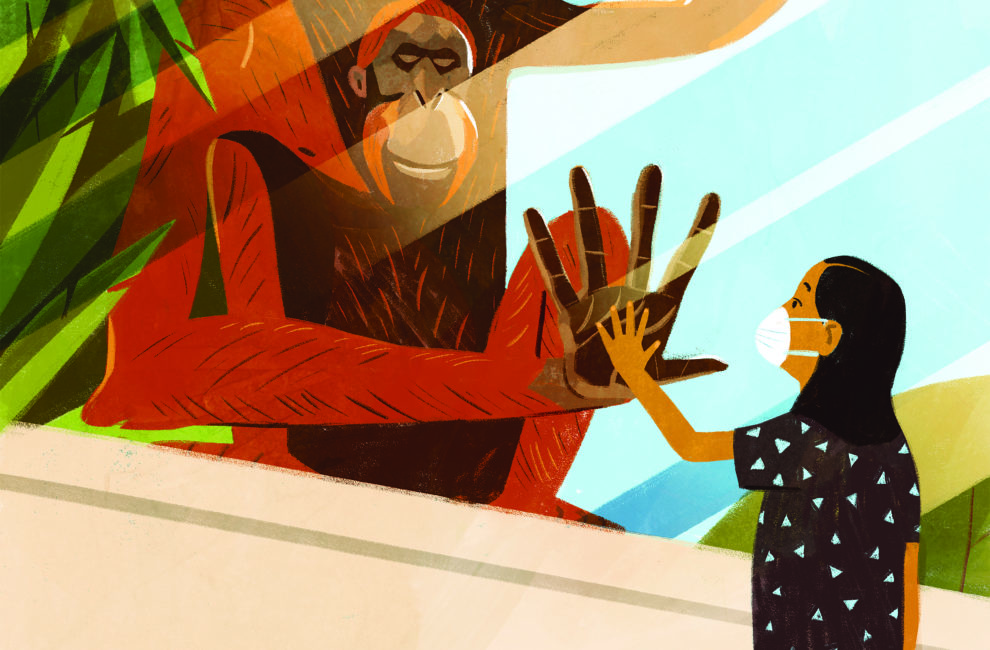 An illustration of an orangutan touching hands with a girl through the glass at a zoo.