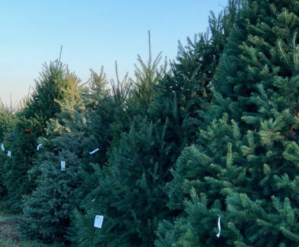 Christmas trees for sale